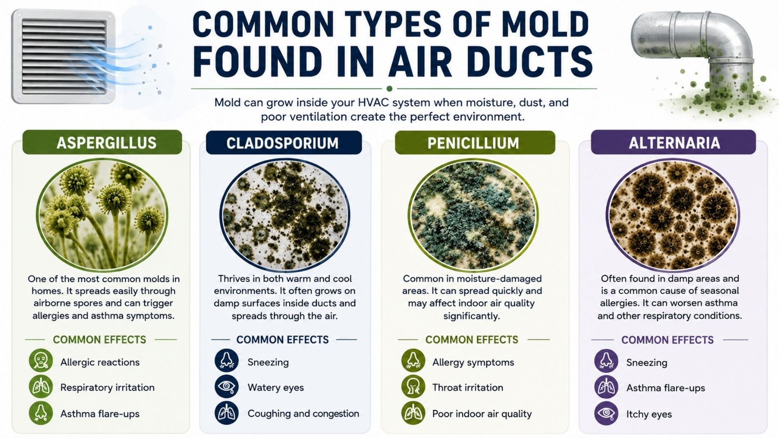 Common Types of Mold Found in Air Ducts