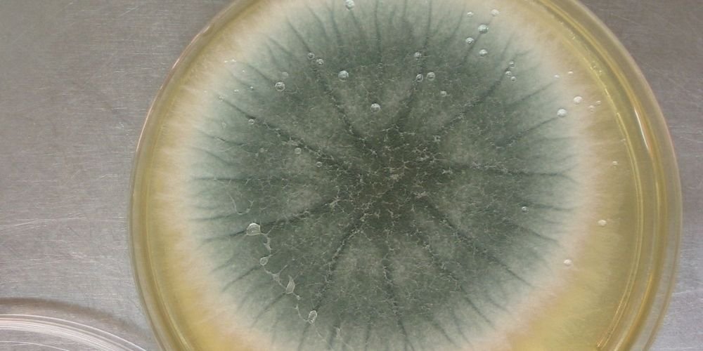 Aspergillus