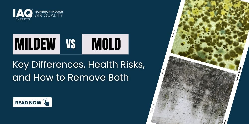 Mildew vs Mold Key Differences, Health Risks, and How to Remove Both Safely