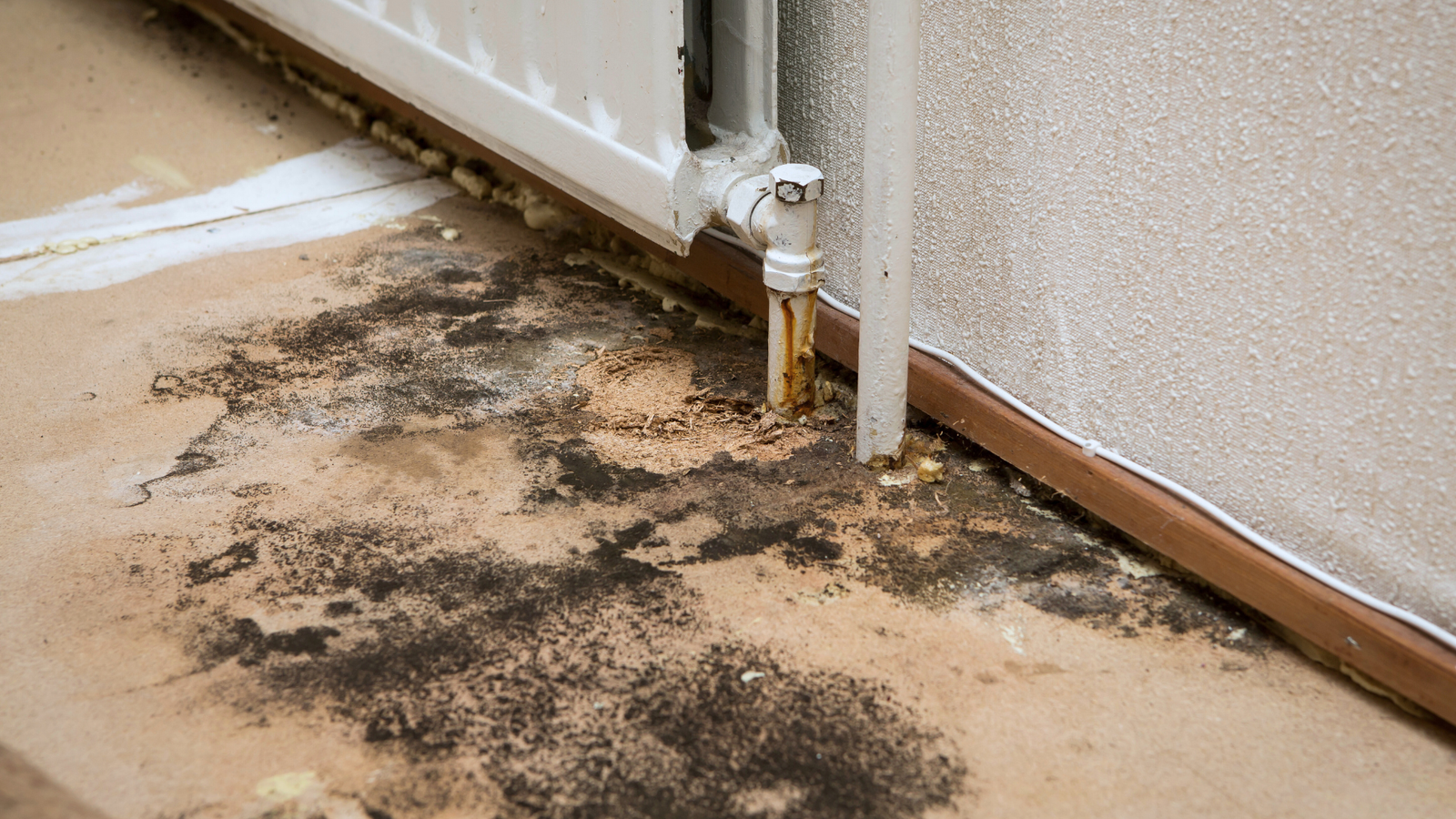 Mold-Remediation