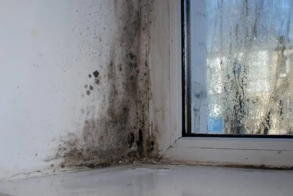 mold-on-a-wet-window-due-to-humidity